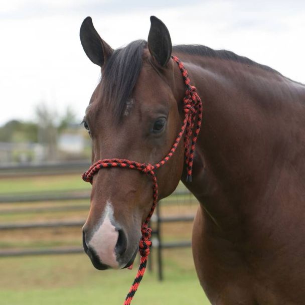 Professional's Choice Equisential Rope Halter
